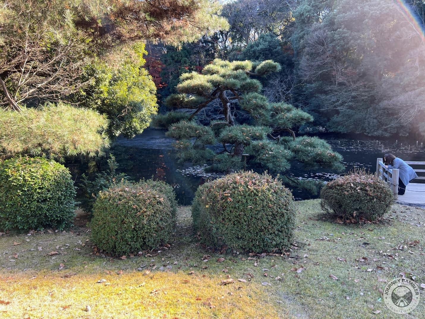 plants near Iris garden