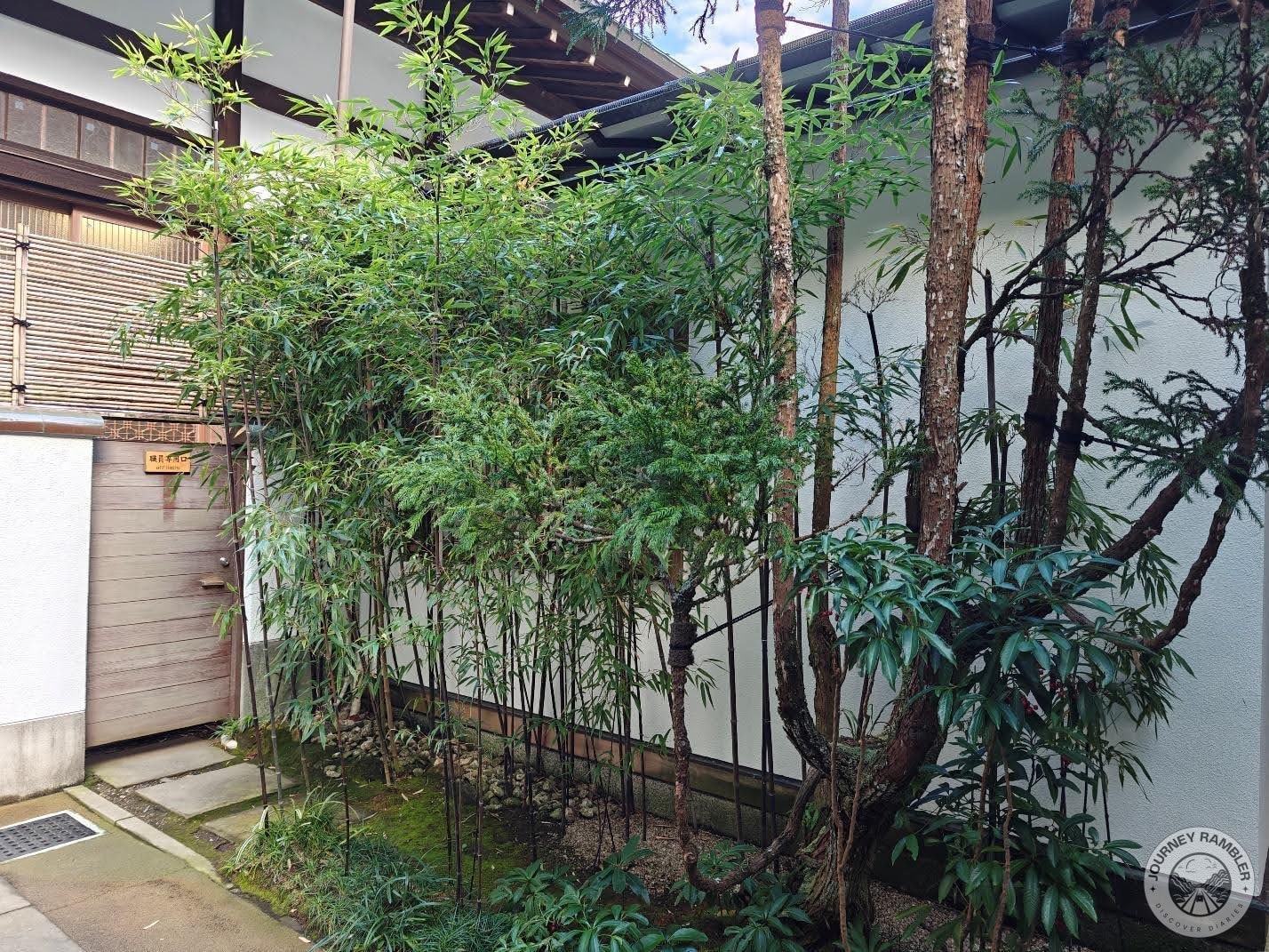 wall opposite the tree