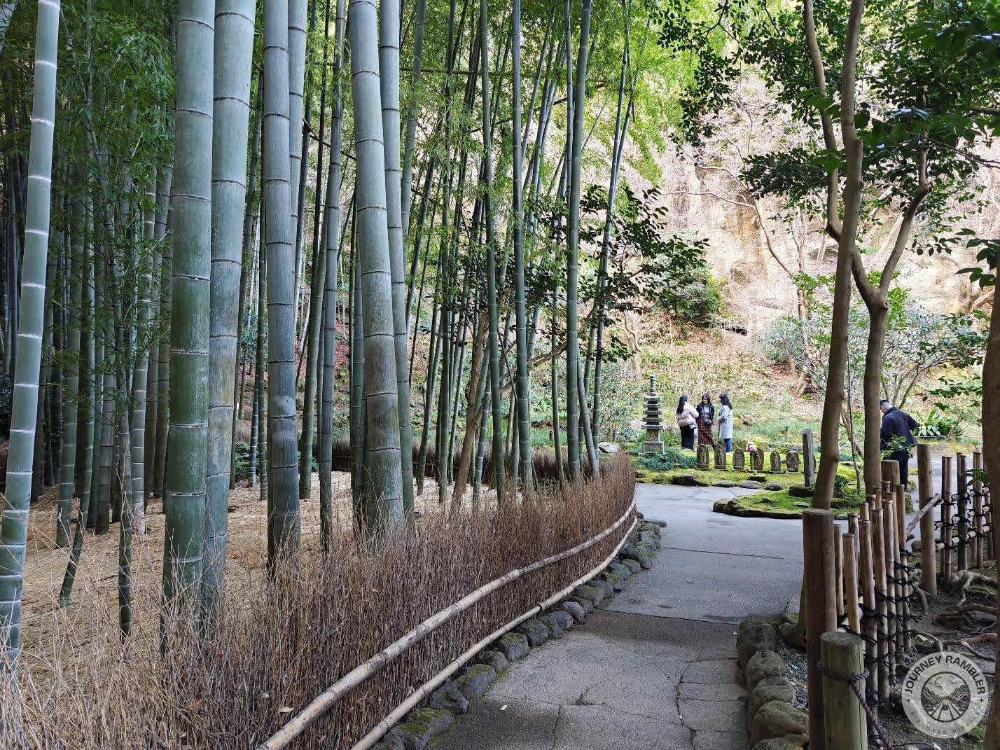 forest path