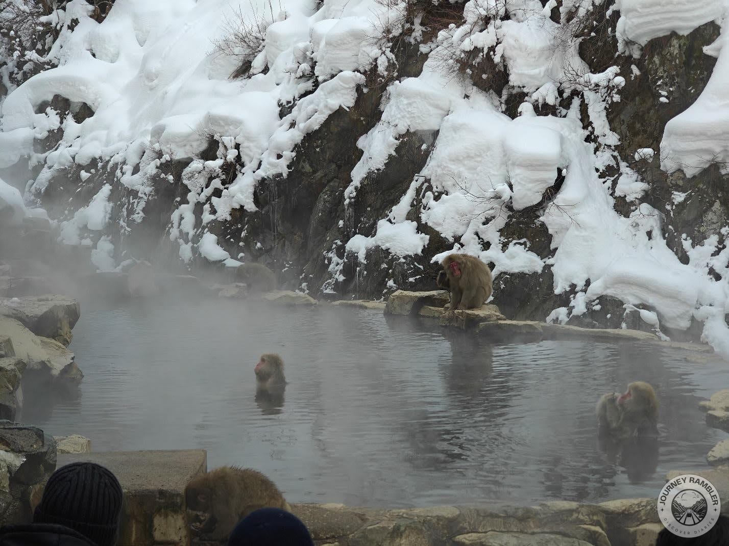 macaques in onsen