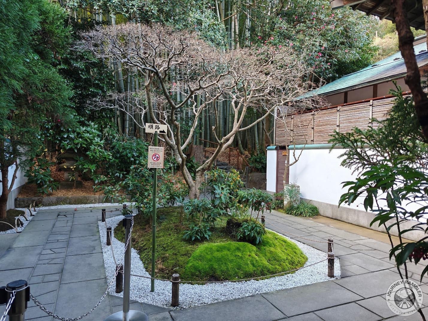 sakura tree