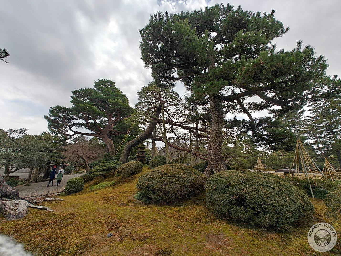 some of the weirdest looking trees