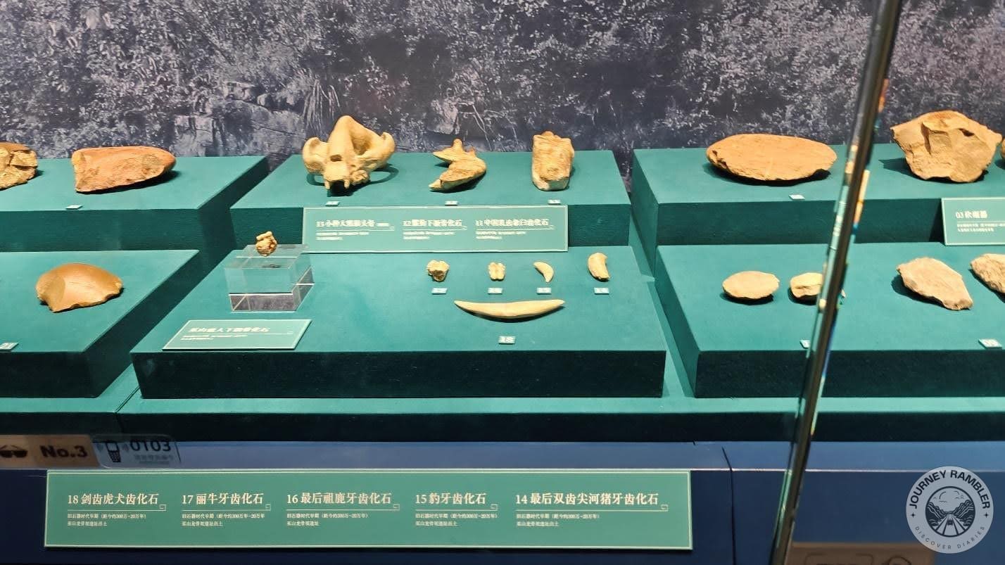 some of the bones found in the sites