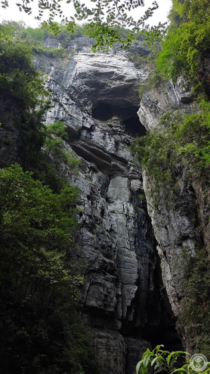 can you see gorilla?