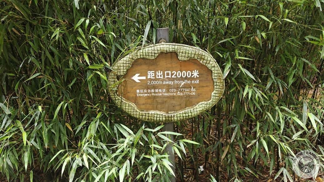 marker that was almost hidden by these young bamboo plants
