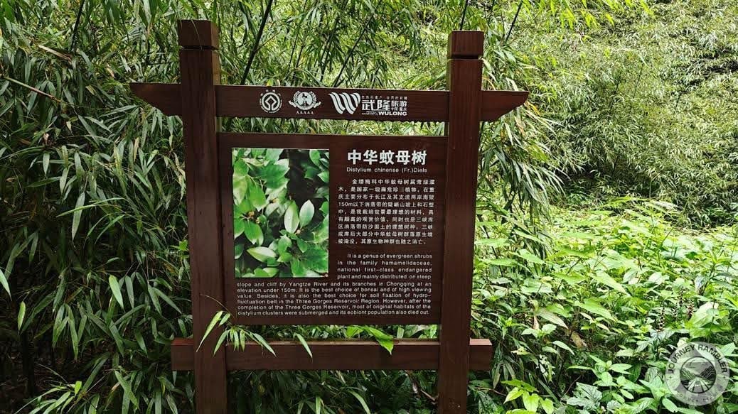 sign showing the shrub Distylium chinense 