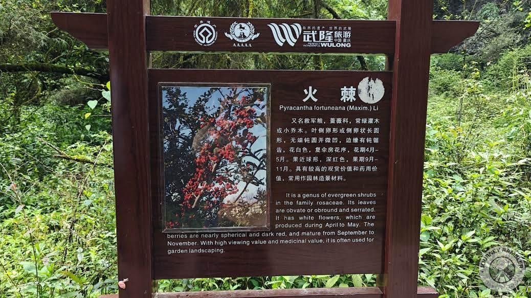 signboard about Pyracantha fortuneana
