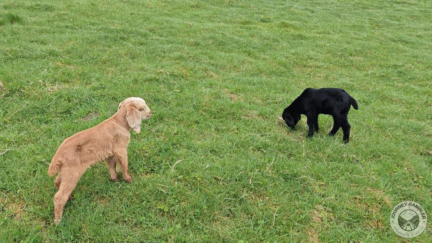 These little ones were really cute