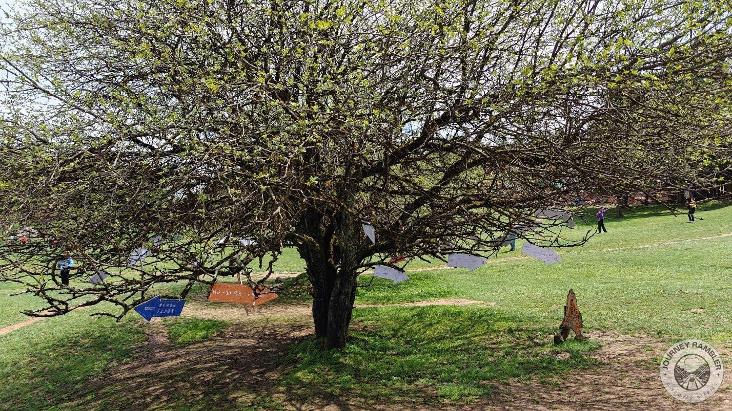 This tree was close to the building