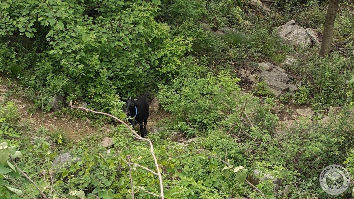 a goat grazing here