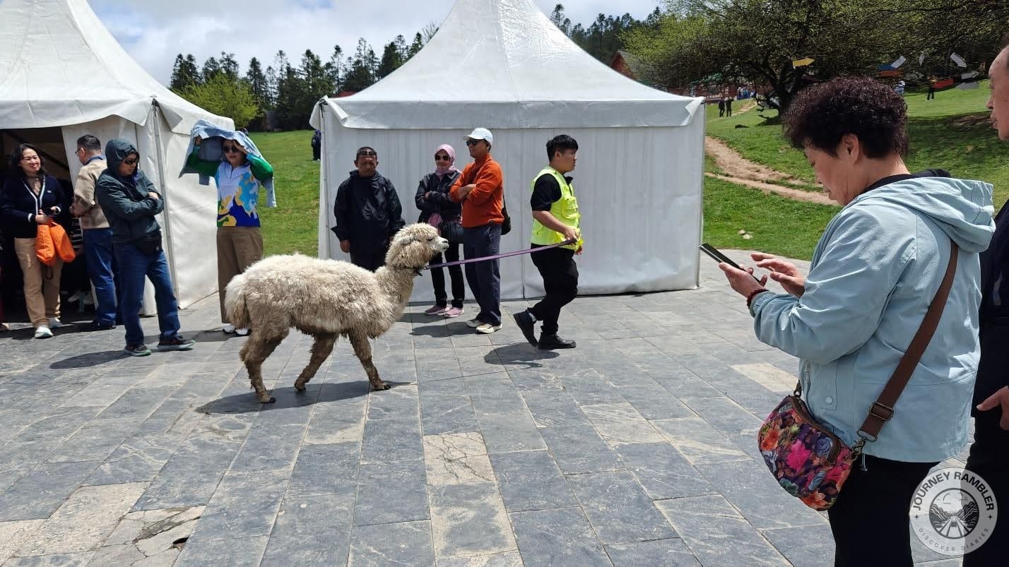 alpaca