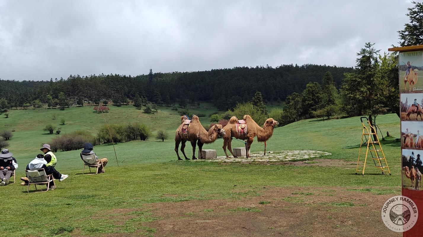camels