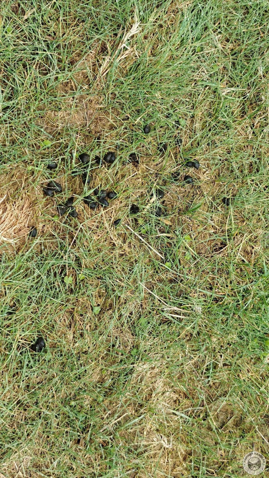 goat manure