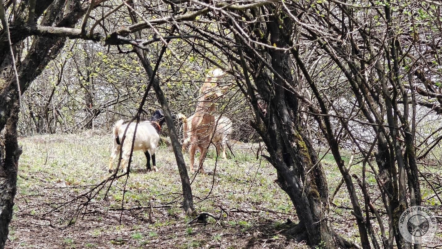 goats enjoying their meals here