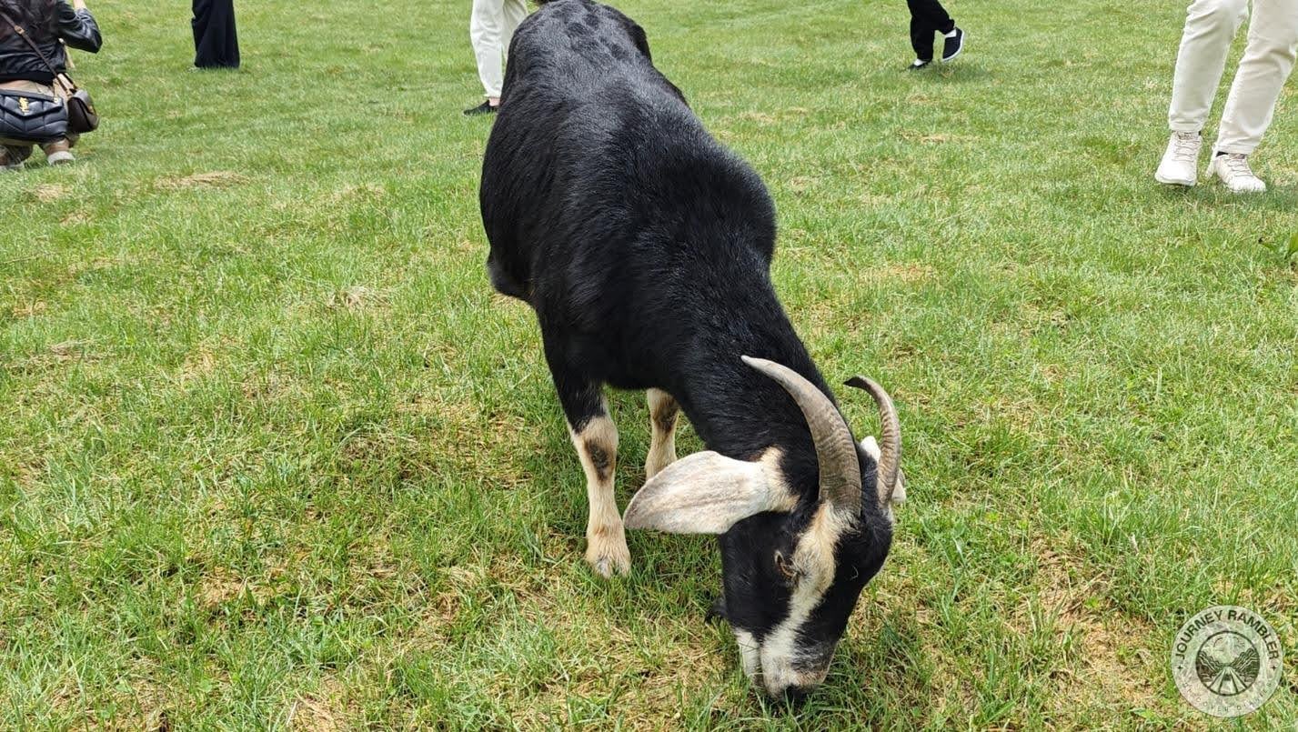 goats were actually grazing near us