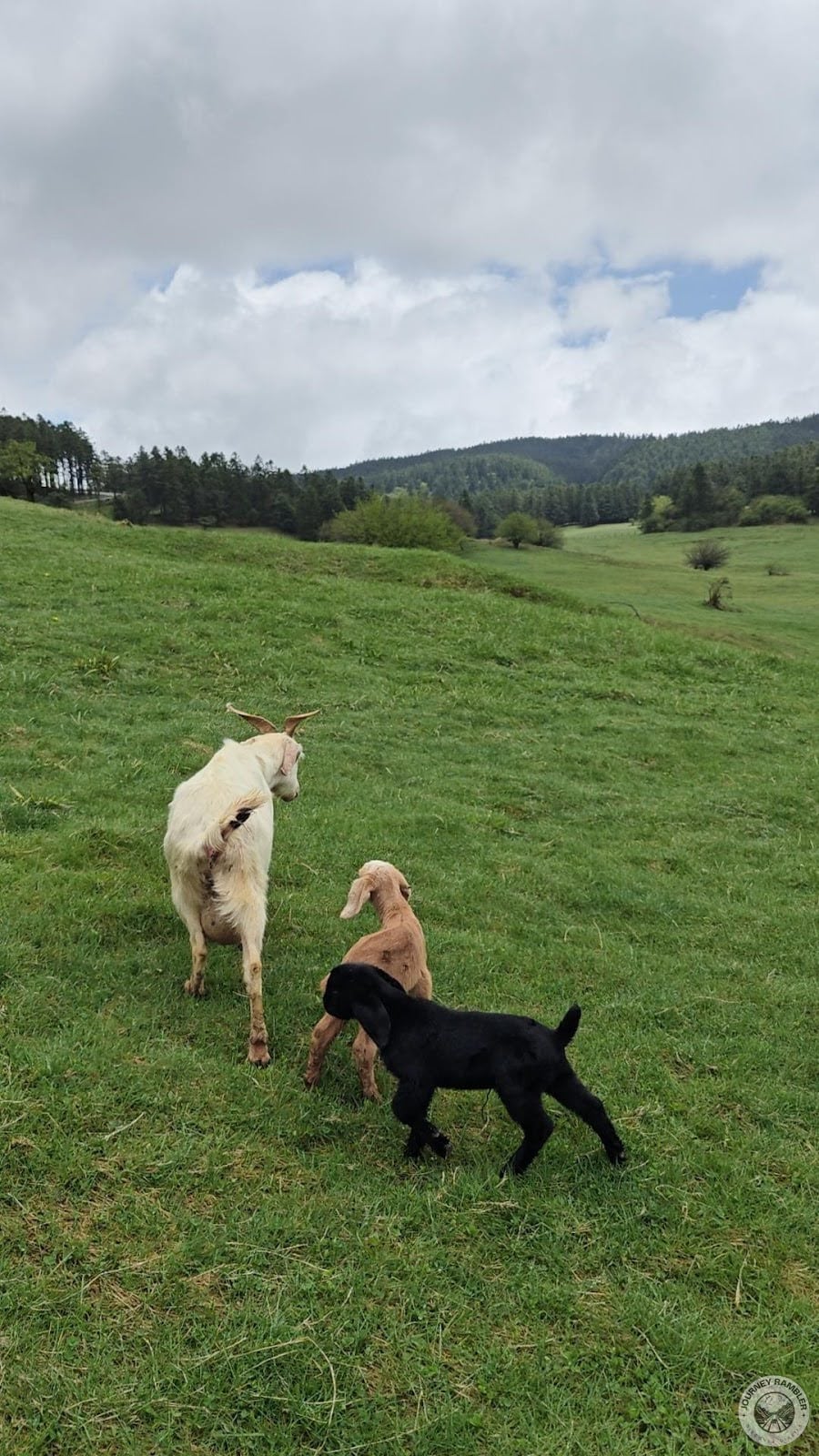 mother goat and kids
