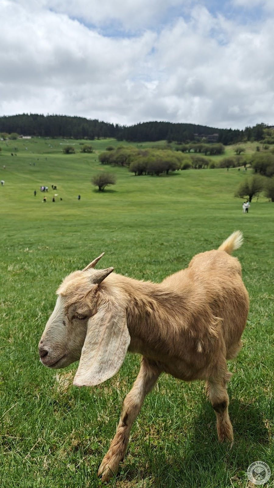 one of the most friendly and photogenic goat again