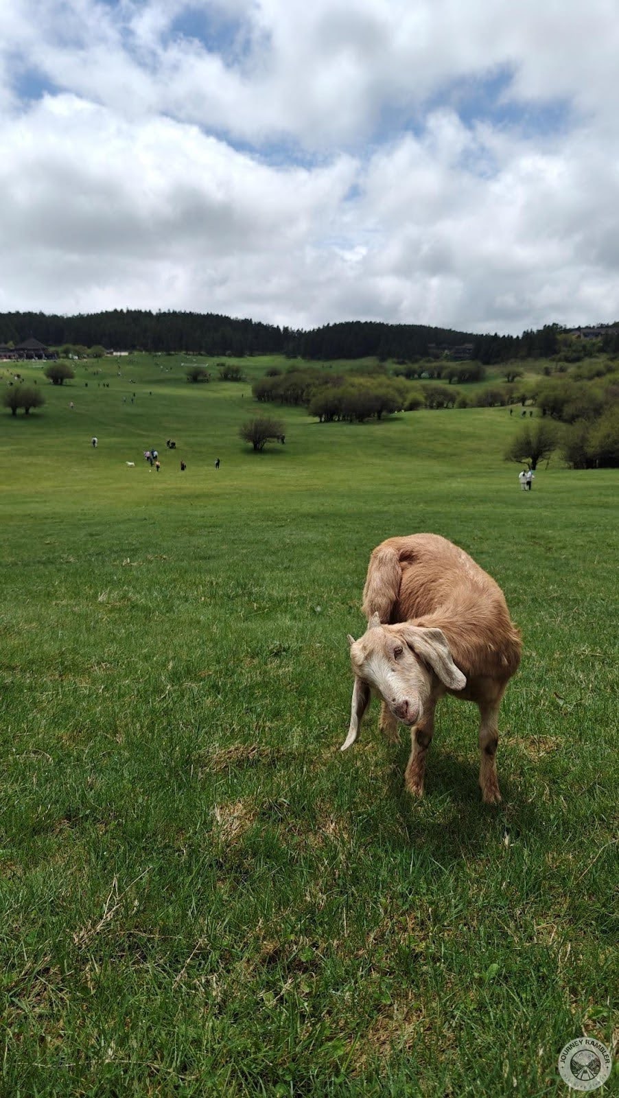 one of the most friendly and photogenic goat