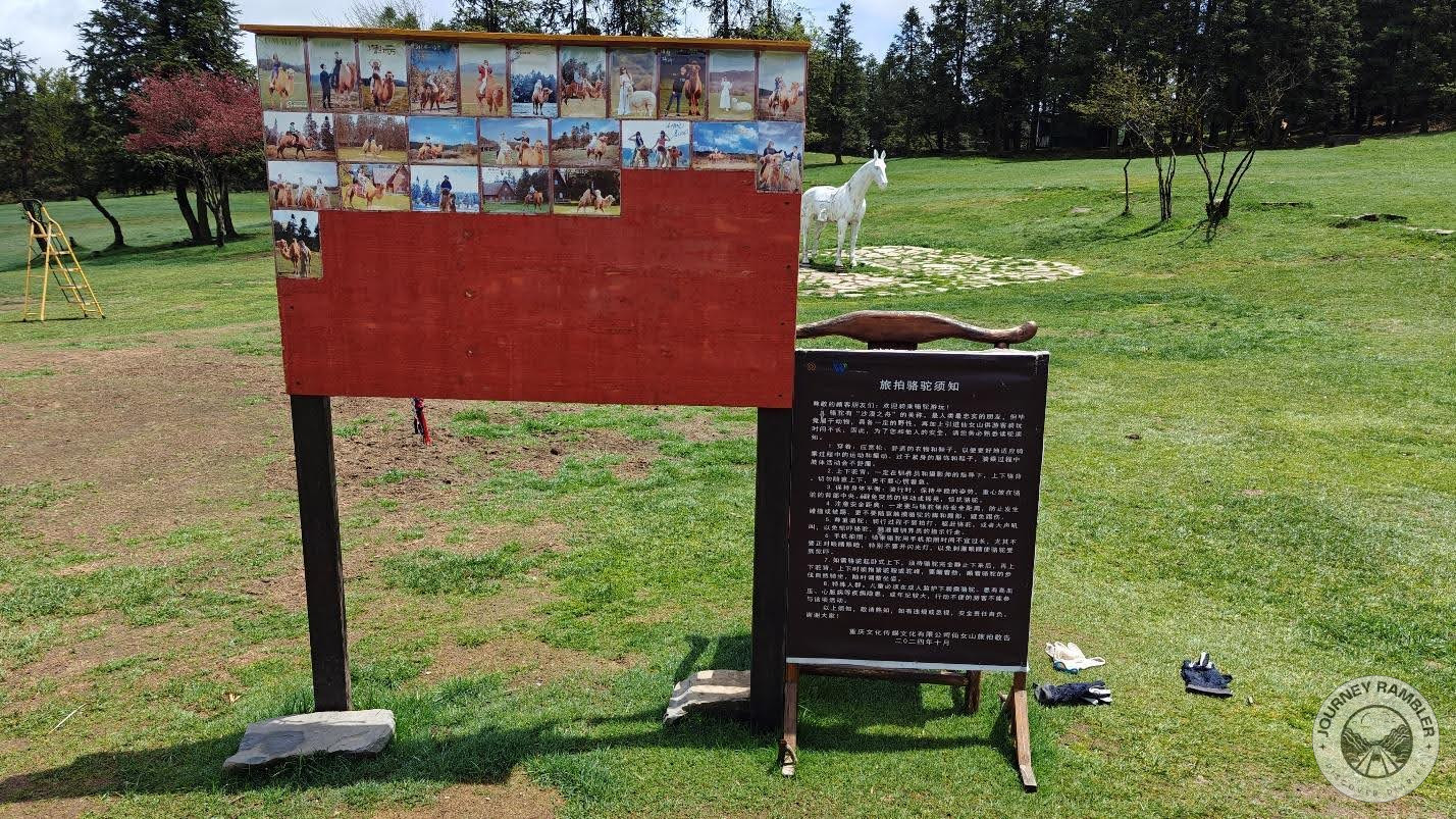 pictures of people riding camels on a board