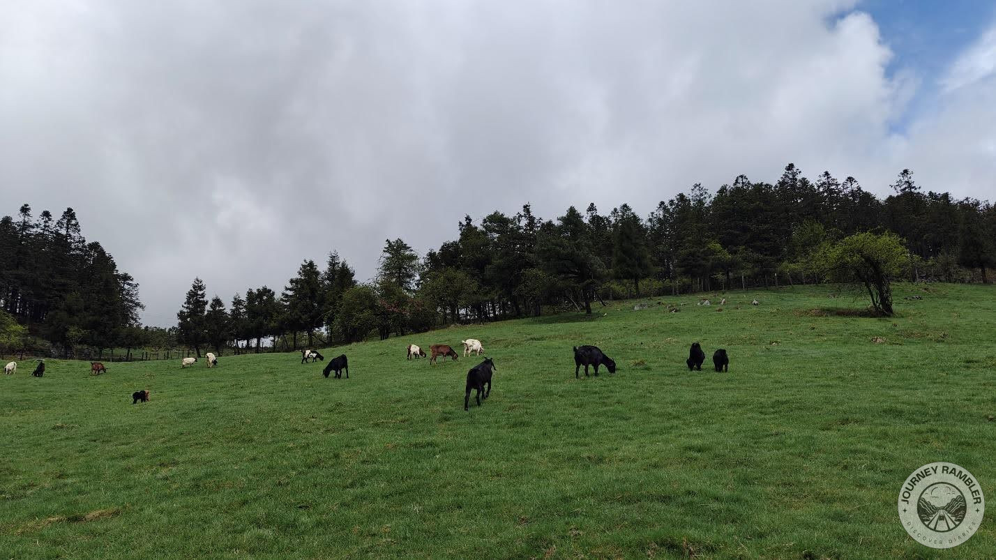 the whole herd