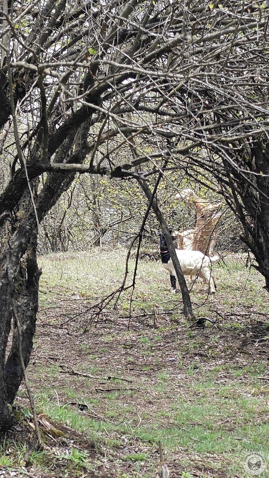they were actually eating the leaves off of the trees