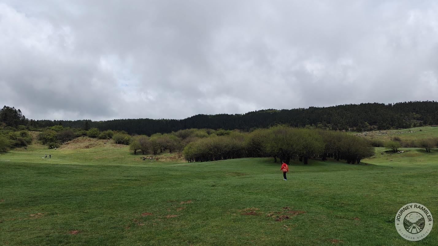 wooded area