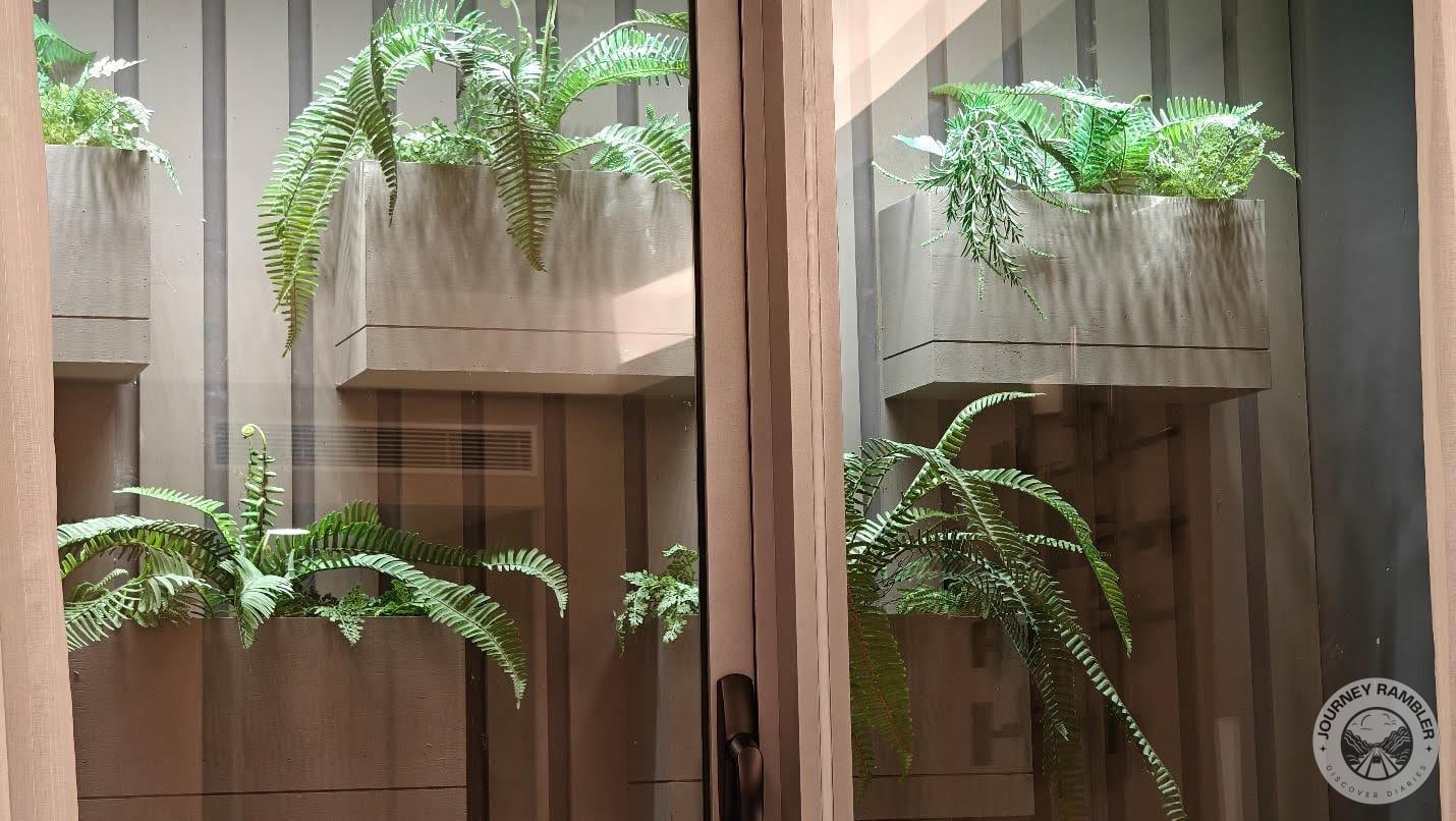 containers containing tropical ferns again