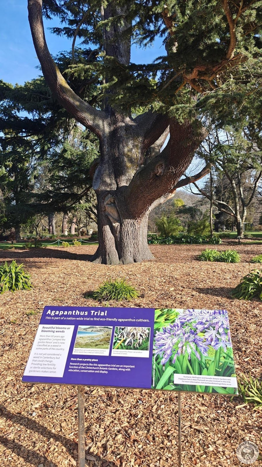 Agapanthus is a really popular ornamental plant here in New Zealand