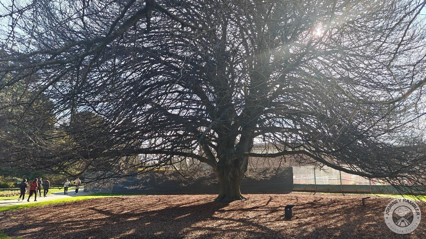 European Beech tree