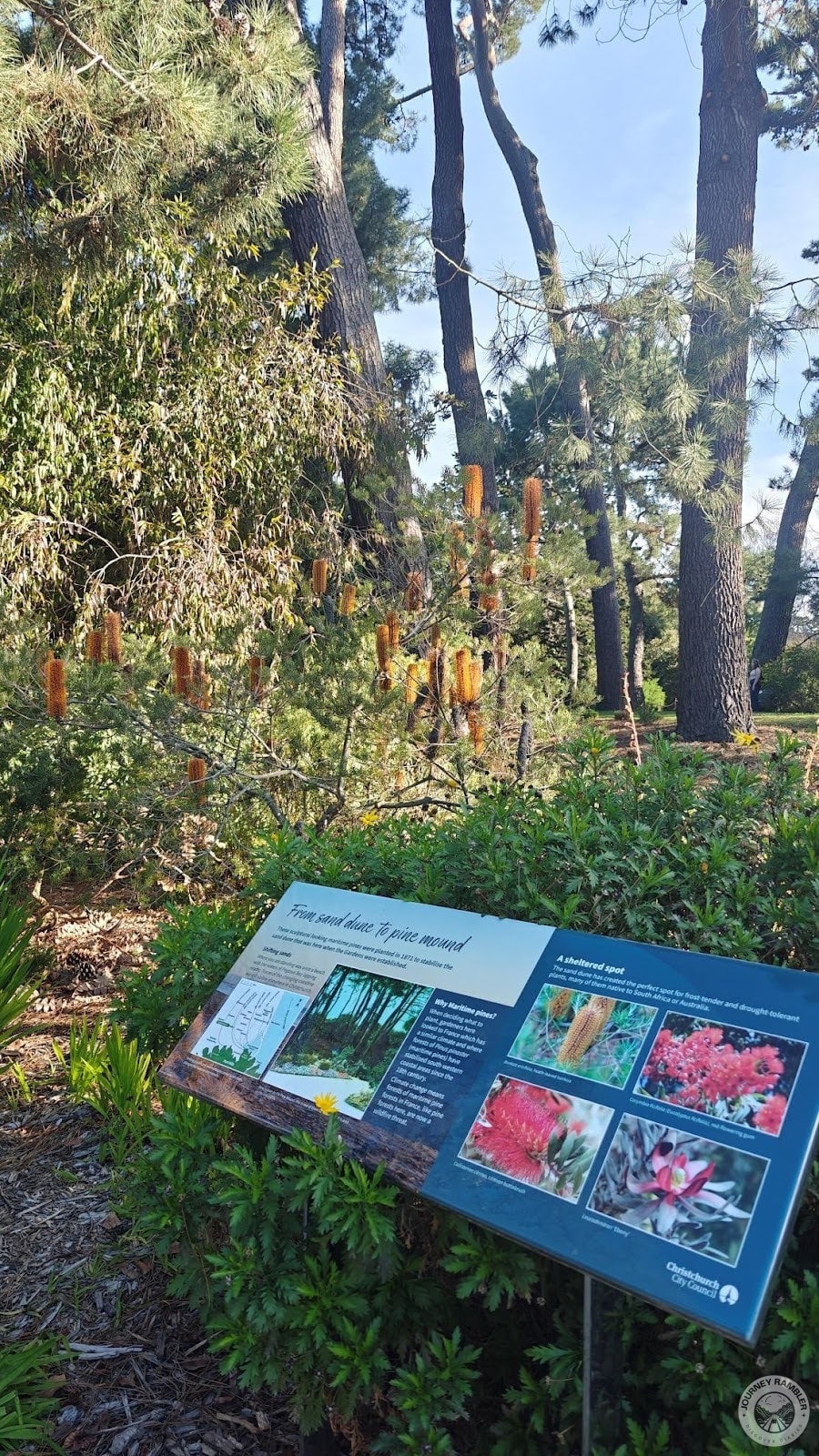 Heather-Leaved Banksia and the area's pines