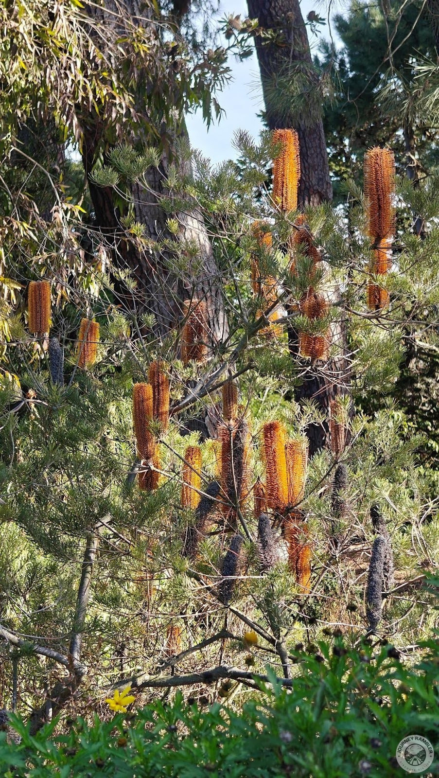 Heather-Leaved Banksia's flower spikes