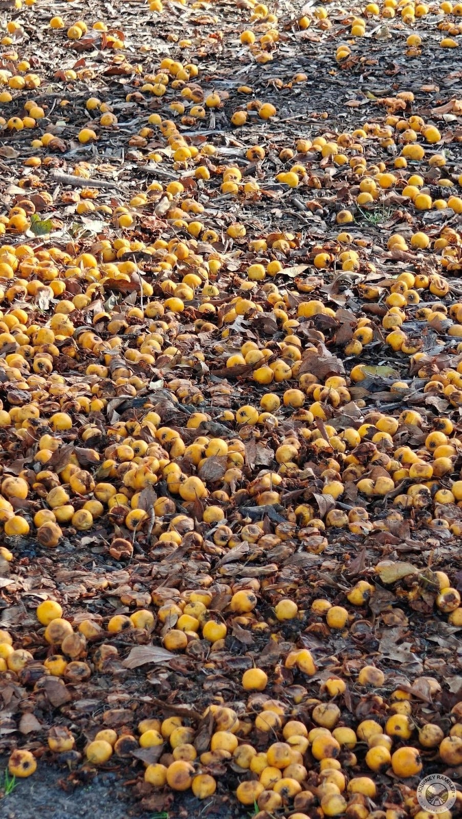 I then came across these fruits