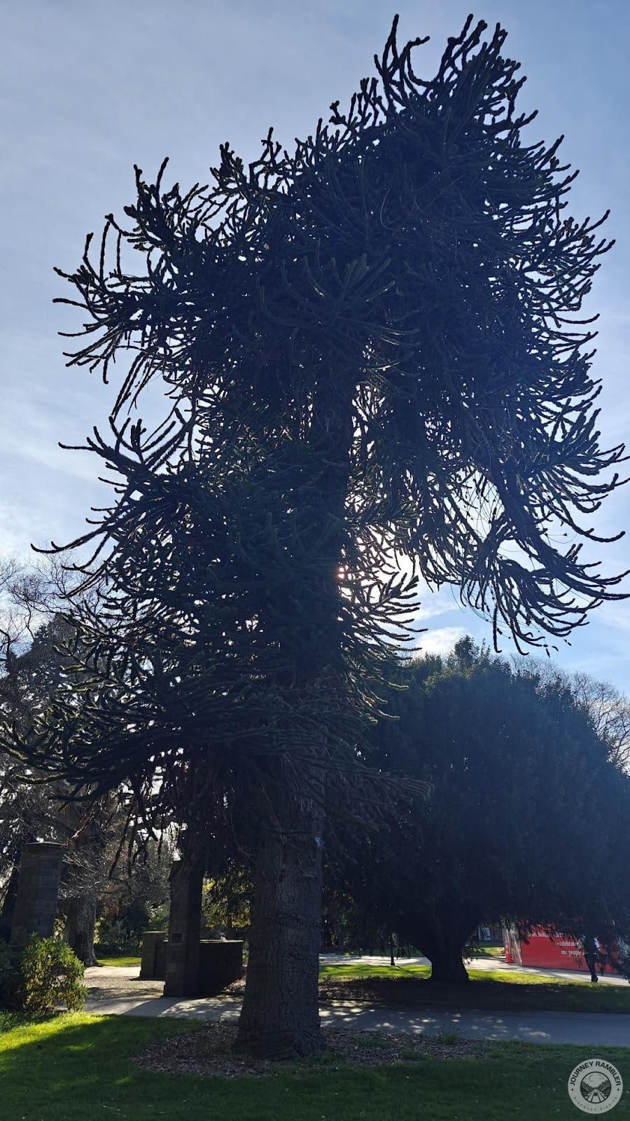 Monkey Puzzle again