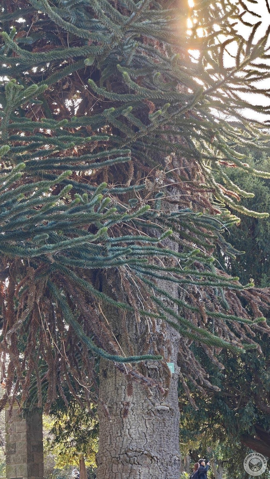 Monkey Puzzle