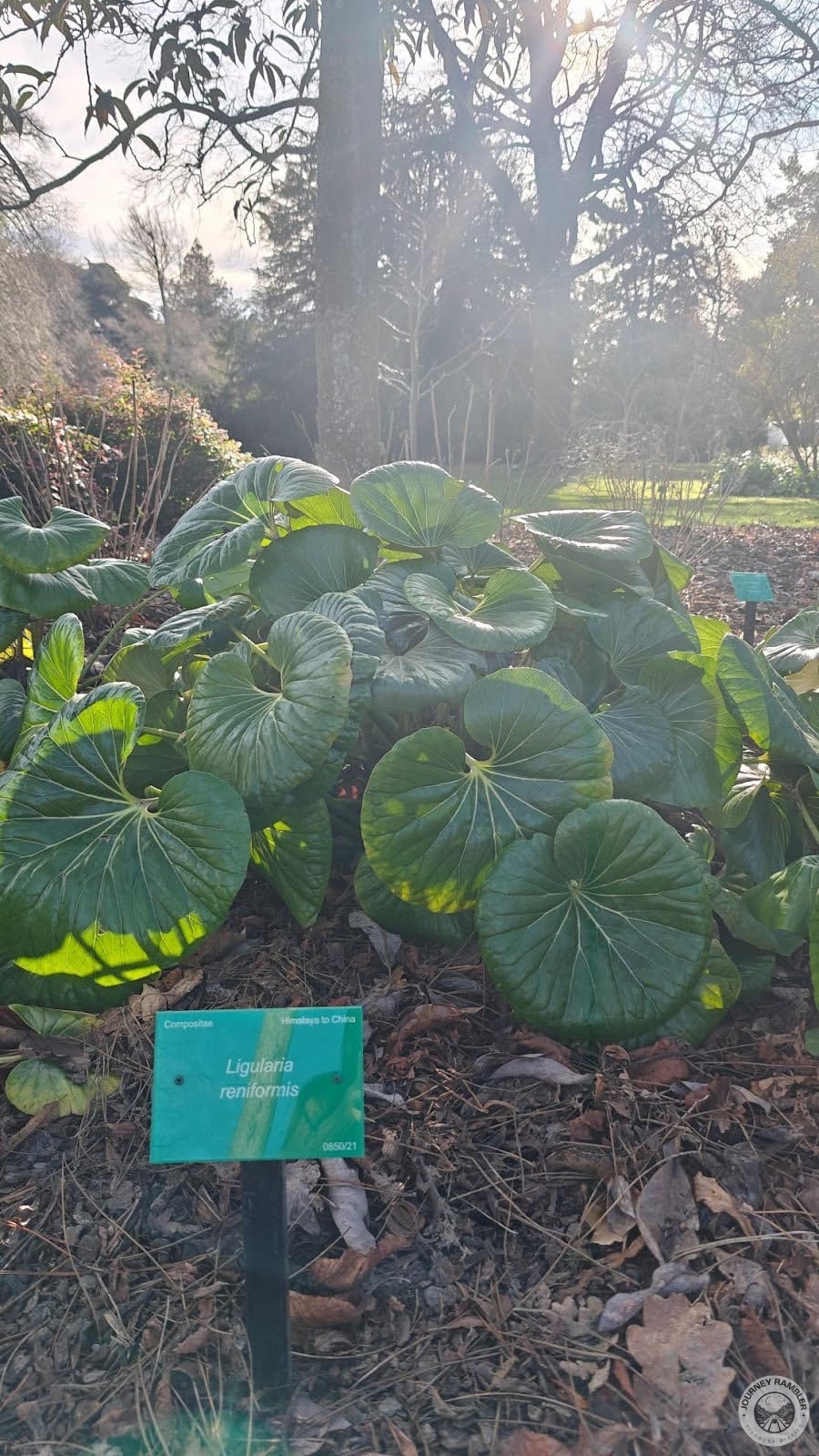 Tractor Seat Plant