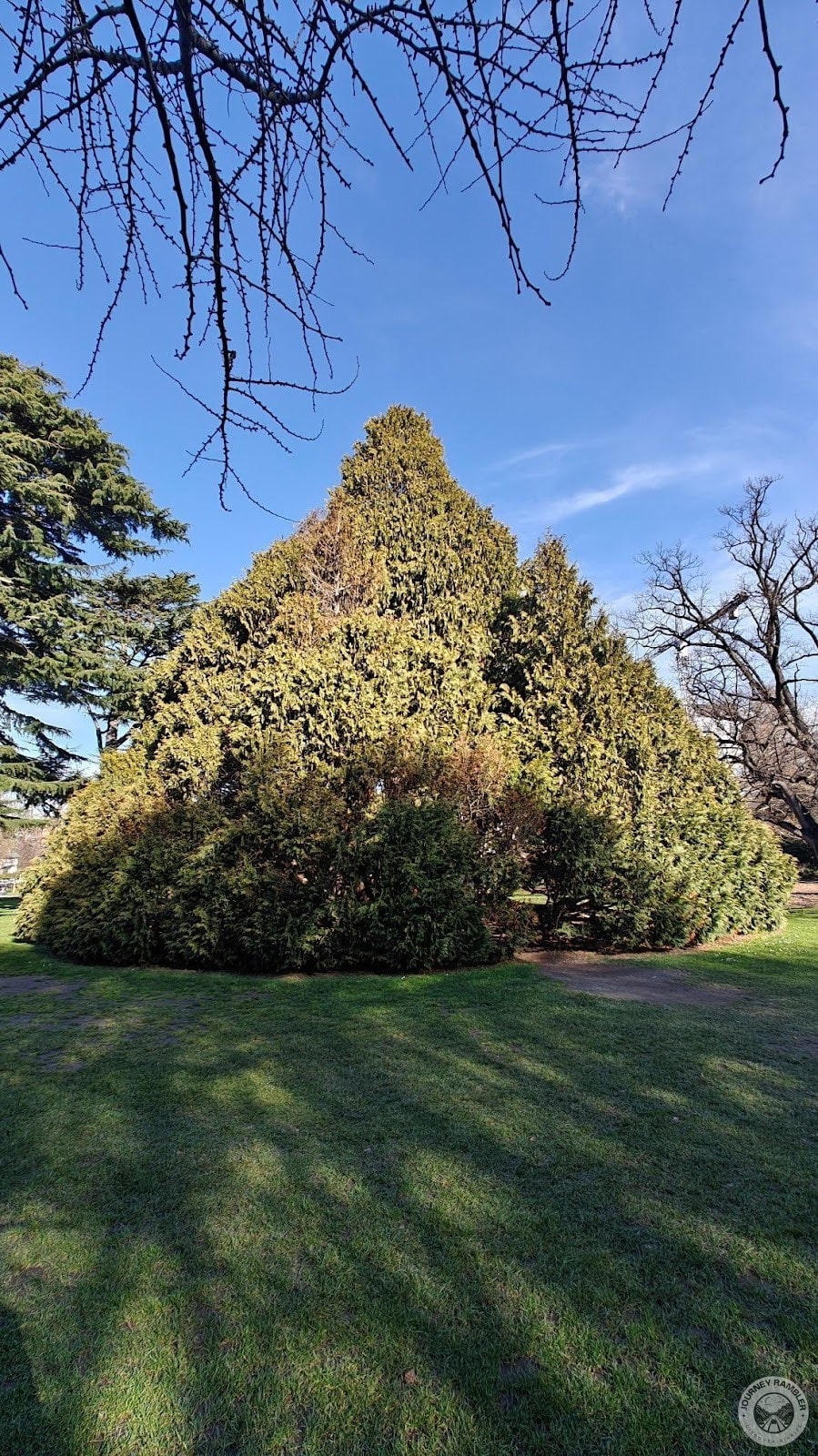Westfelton Yew