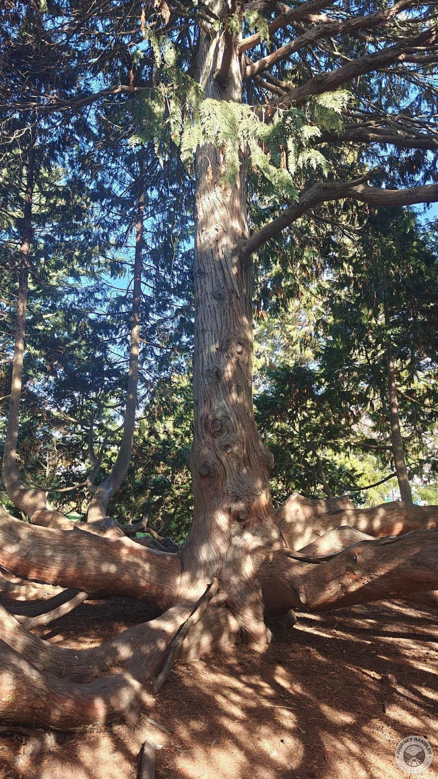 Westfelton Yew's foliage