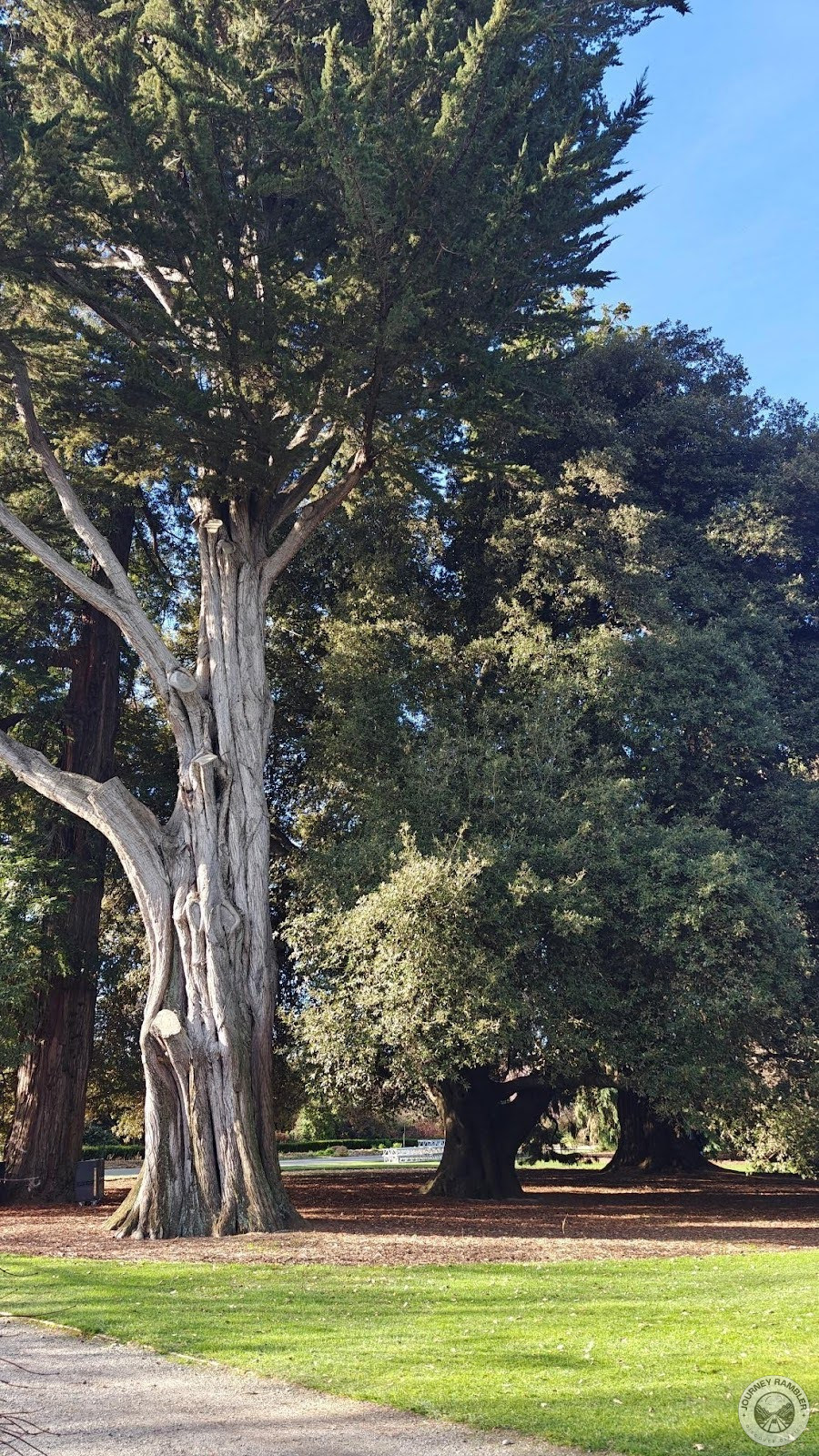 another of the notable trees in the area