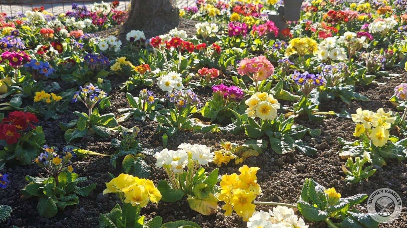 another view of the primroses close to the Peacock Fountain