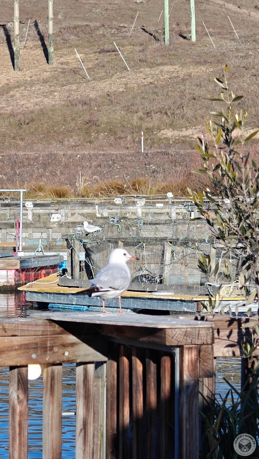 birds sitting on the wooden railings all around me