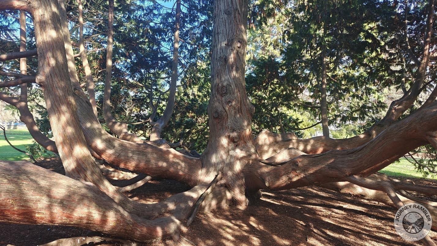 branches from the tree’s trunk extend outwards and then grow vertically