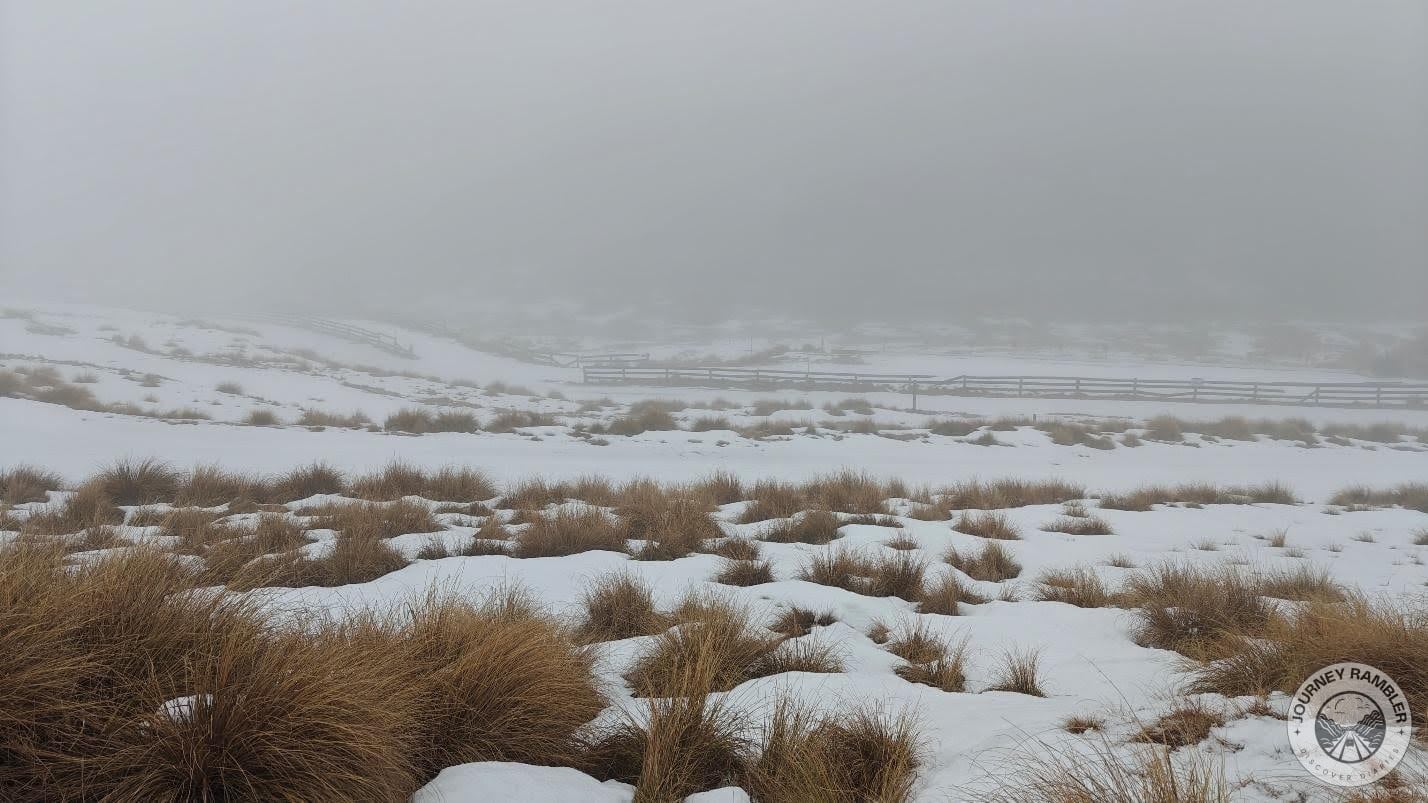 brown grass growing everywhere