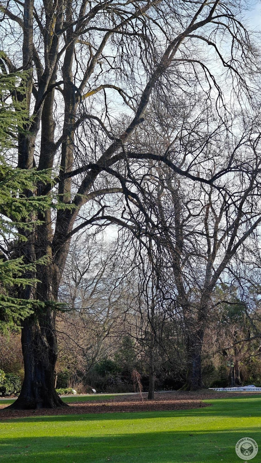 contrast between the lawn and the enormous trees