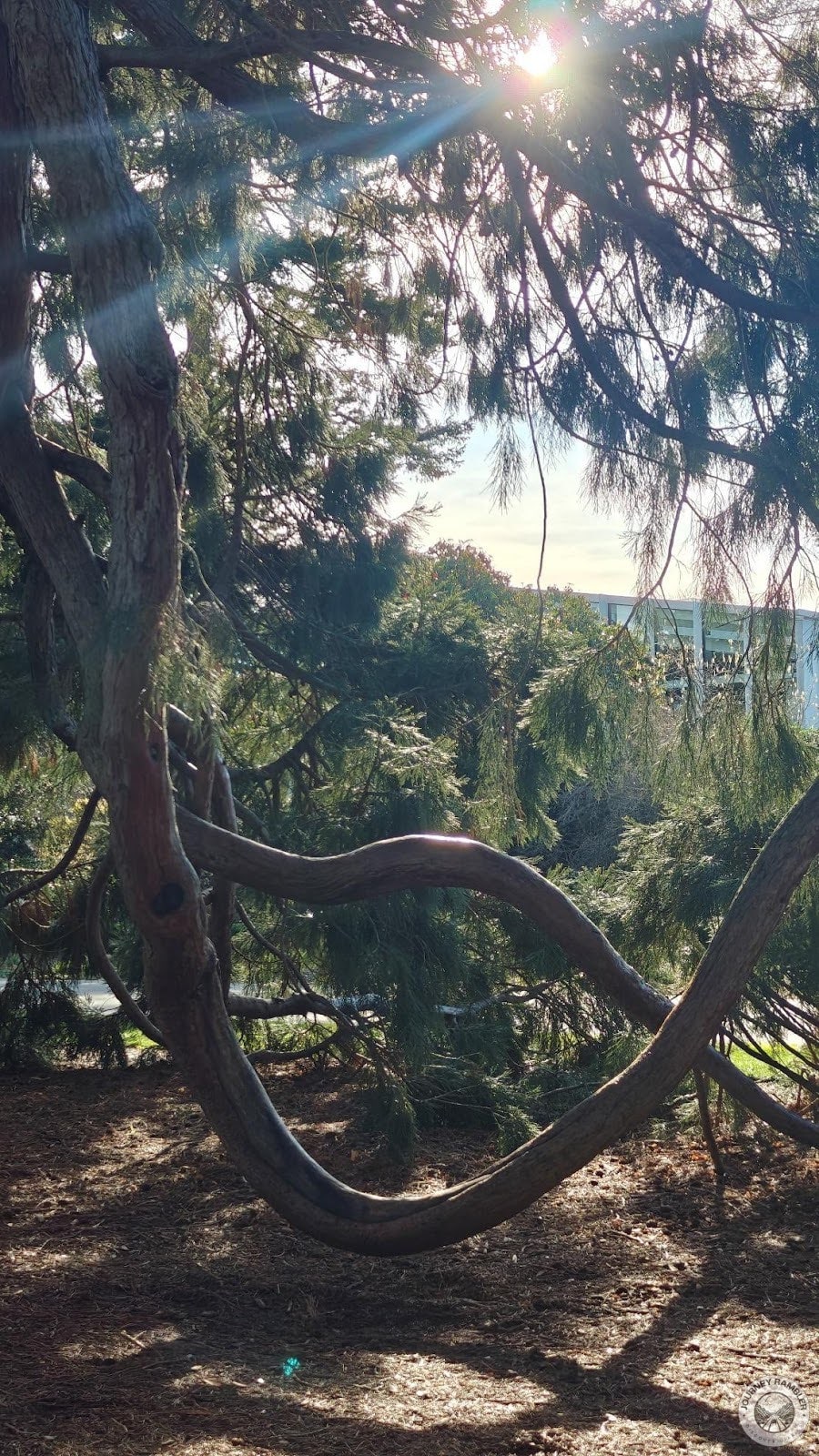 different tree