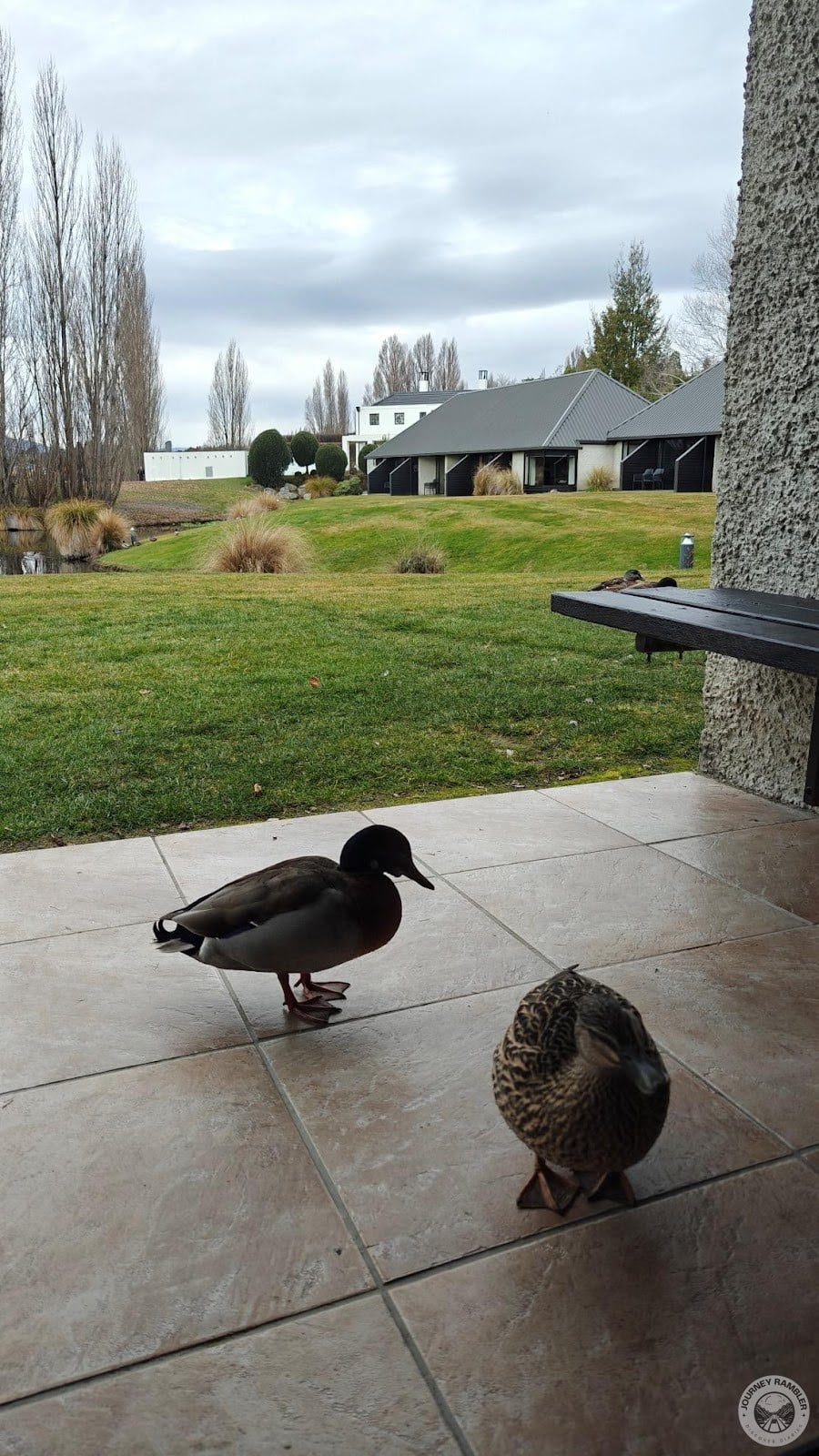 ducks roaming around