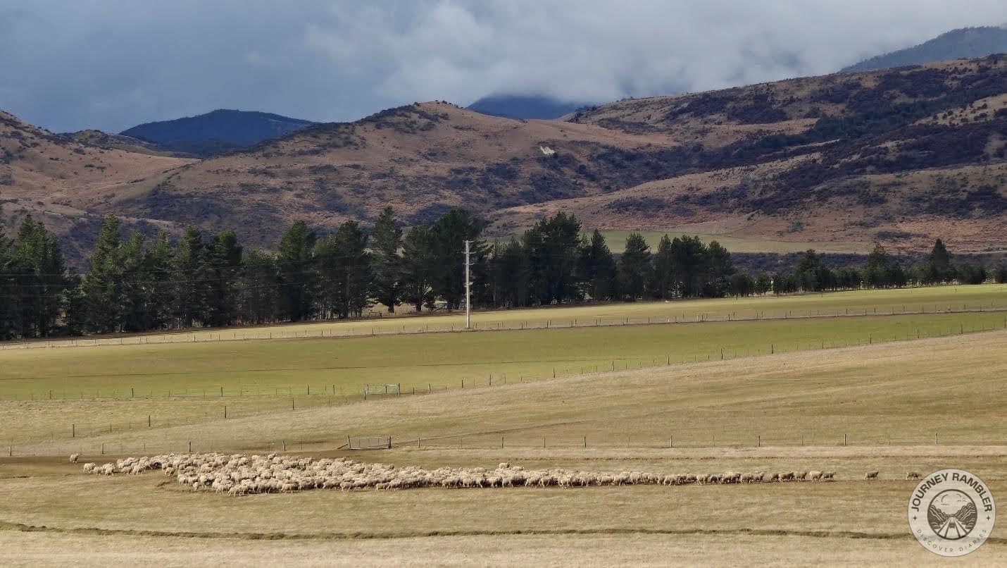 herd of sheep in the foreground