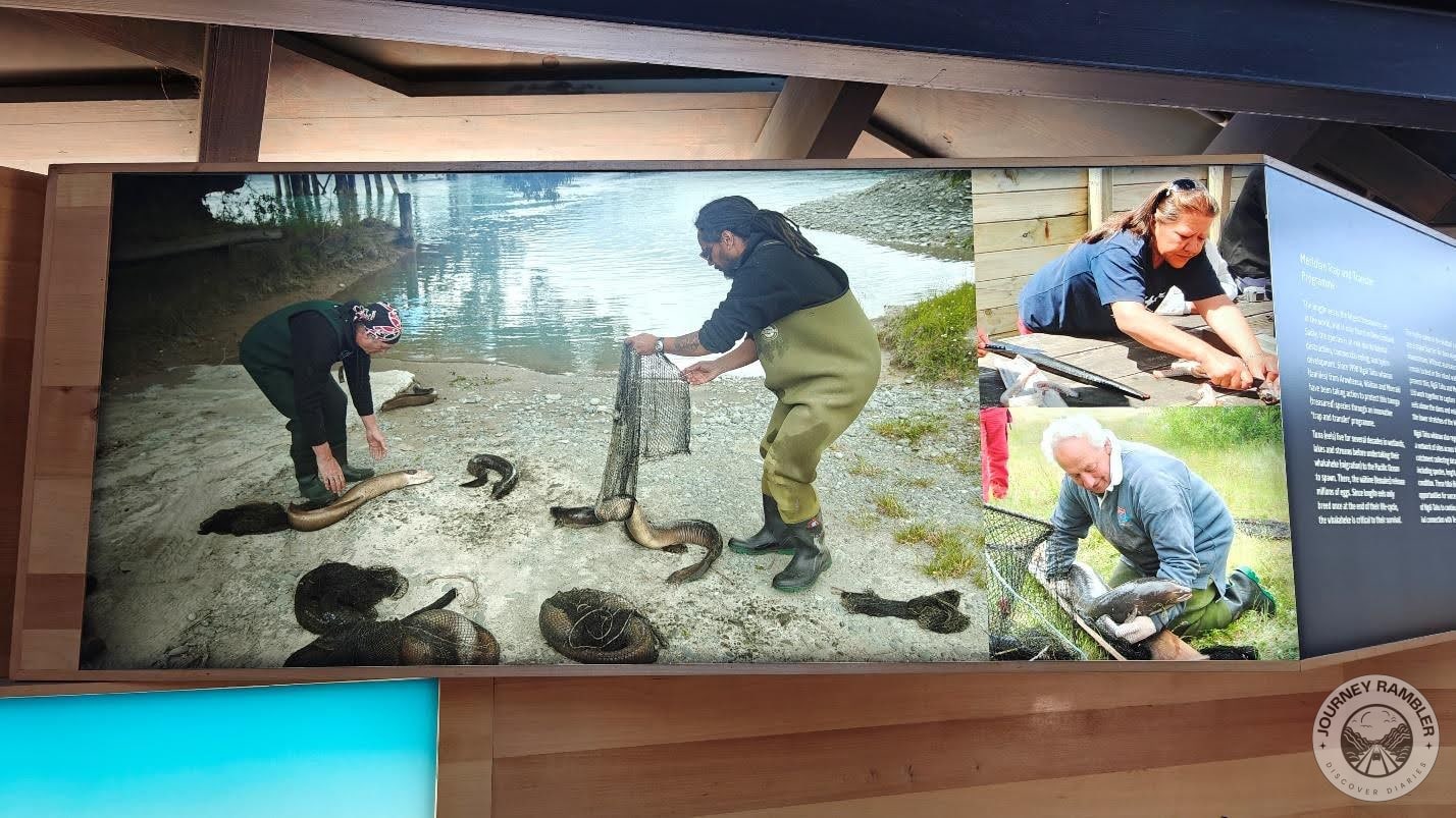 how tuna or eels are protected and harvested in the Lake Pukaki area