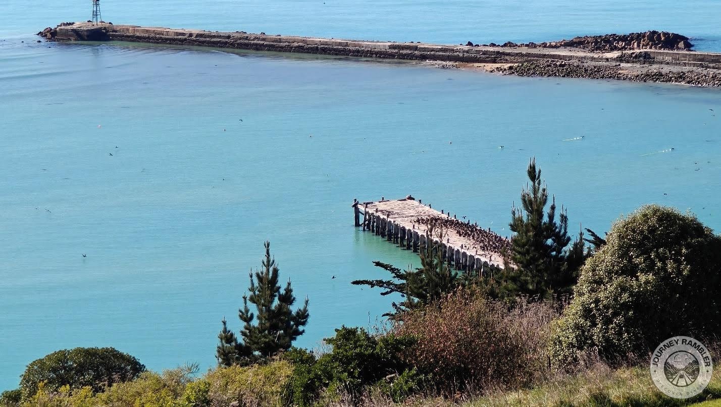 hundreds of little penguins standing on the wharf