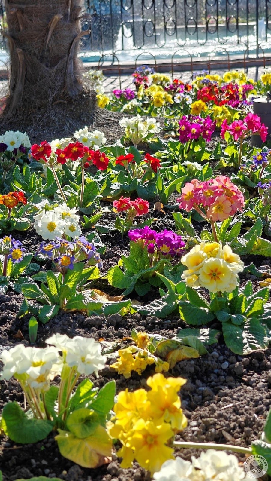 primroses of varying colors