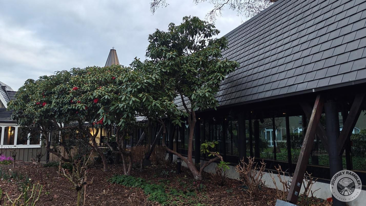 rhododendron trees